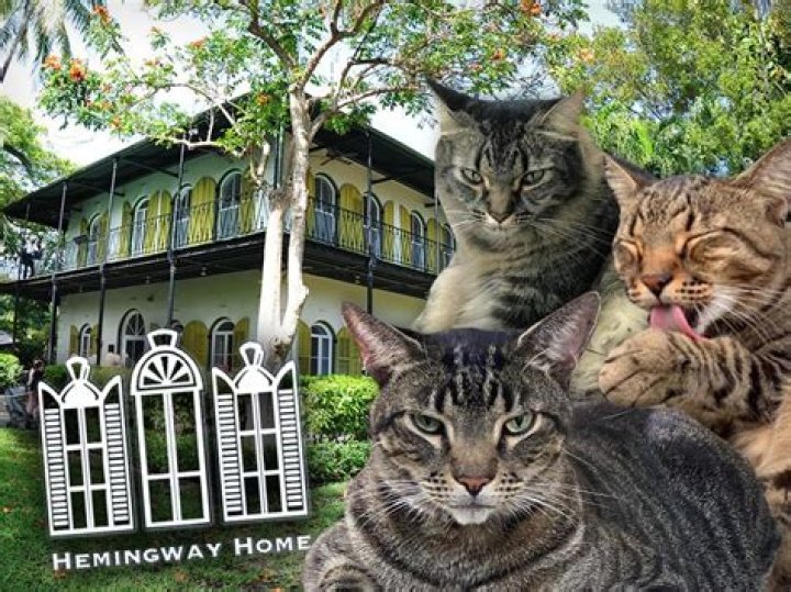 Are Hemingway cats rare