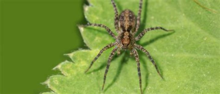 Are hobo spiders in California