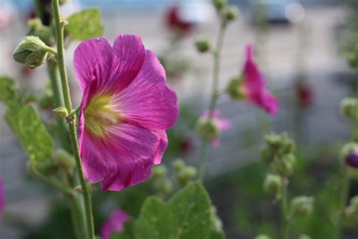 Are hollyhocks poisonous