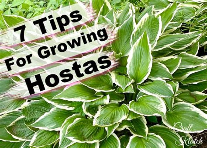 Are hostas easy to grow