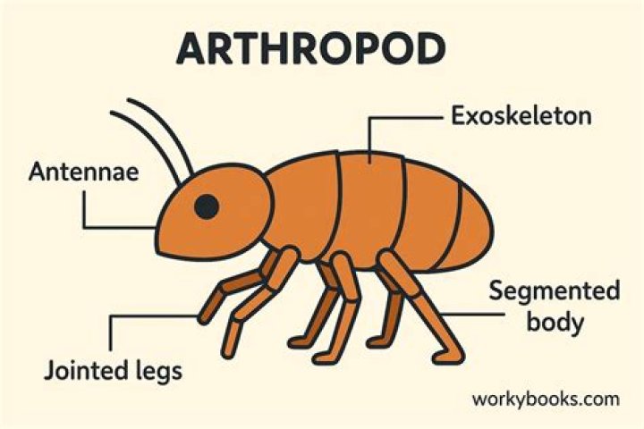 Are insects and arthropods the same