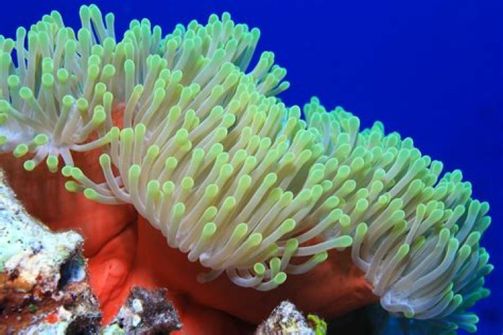 Are jellyfish and sea anemone the same