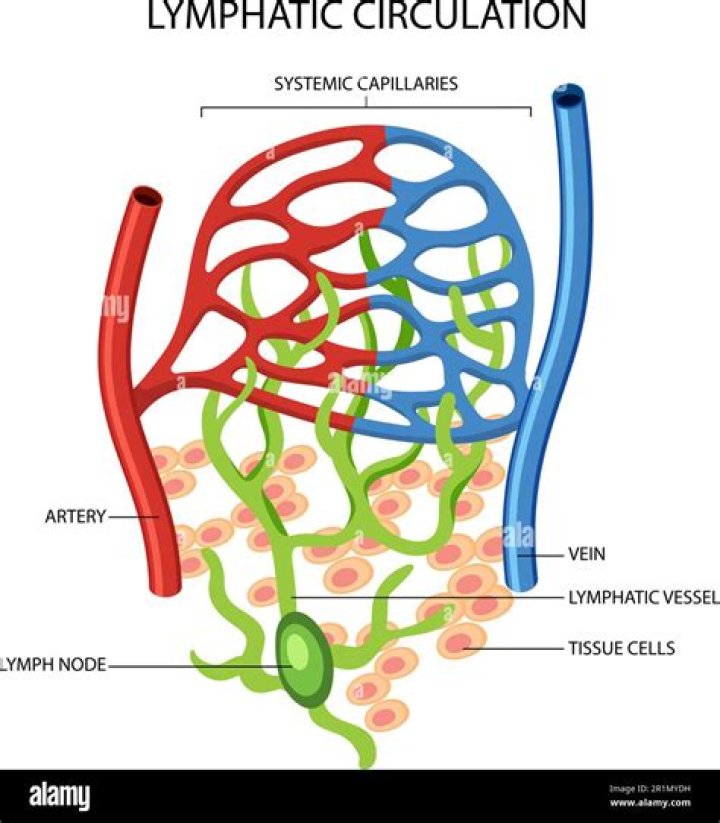 Are kidneys part of lymphatic system
