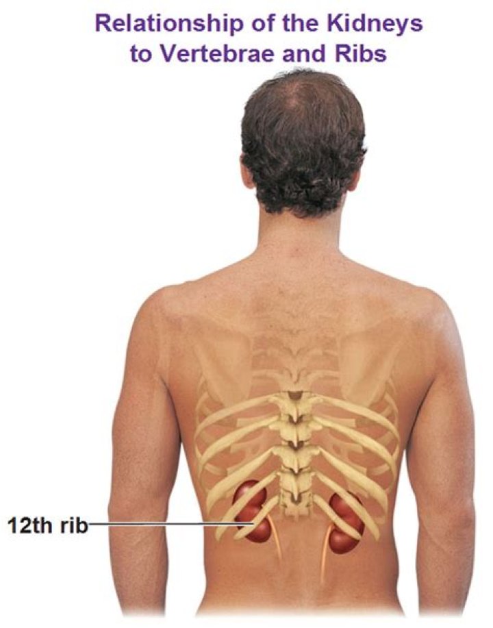 Are kidneys protected by rib cage