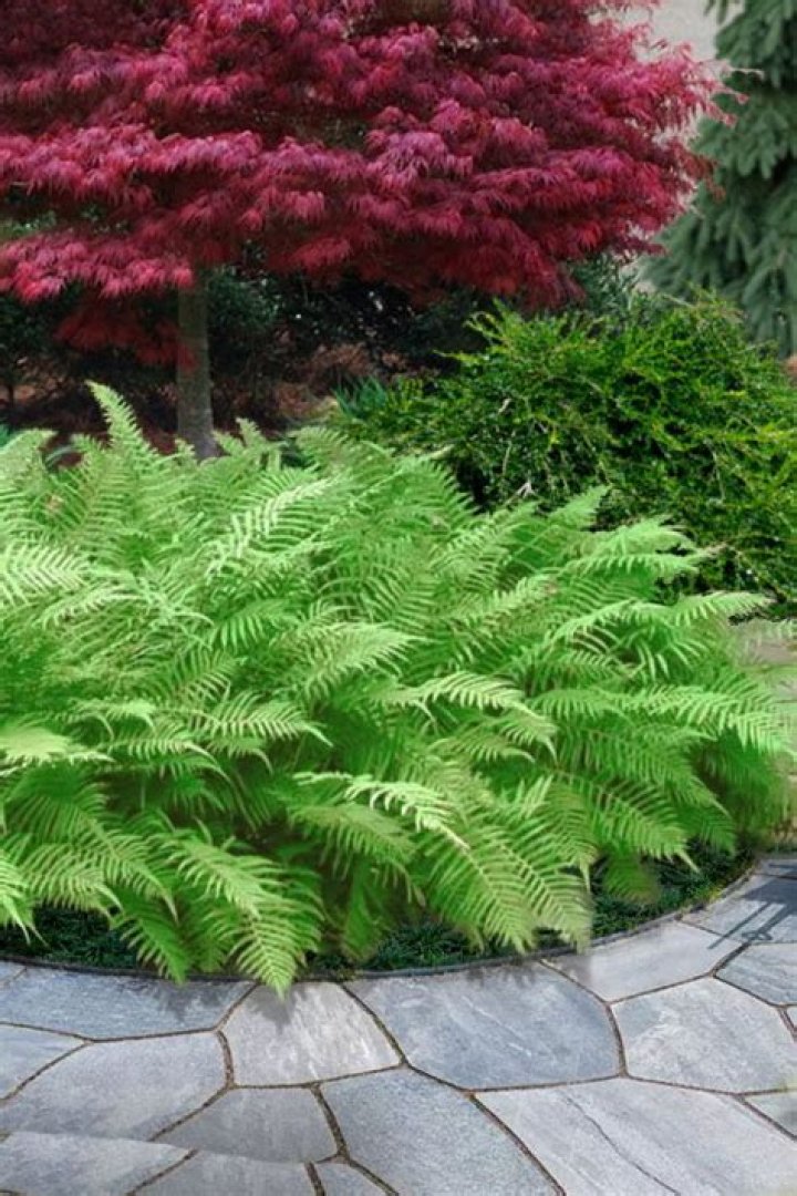 Are Lady ferns perennials
