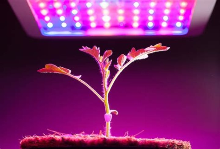 Are LED lights good for hydroponics