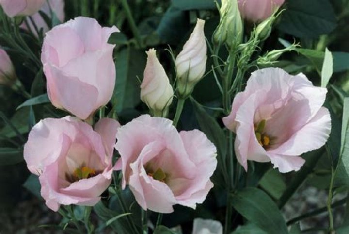 Are lisianthus indoor or outdoor plants