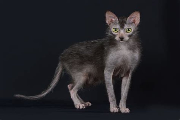 Are Lykoi cats real