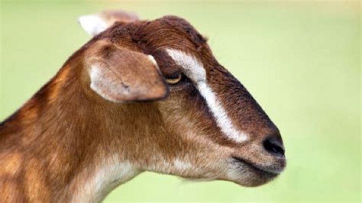 Are Maine Anjou horned or polled