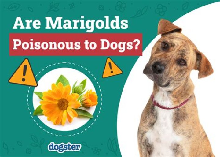 Are marigolds toxic to horses