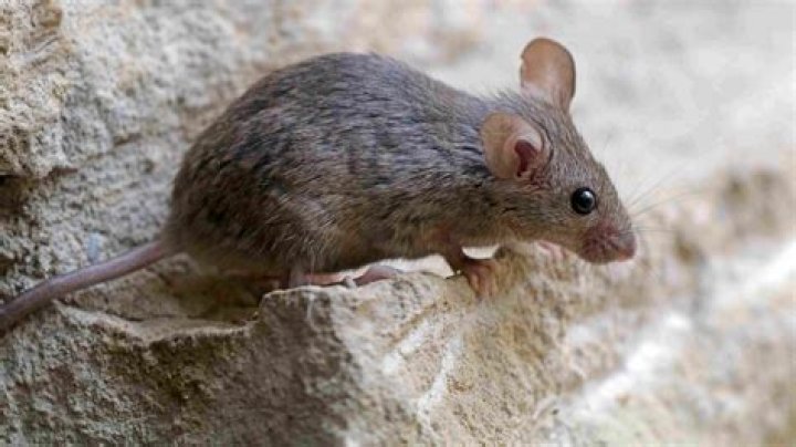 Are mice common in basements