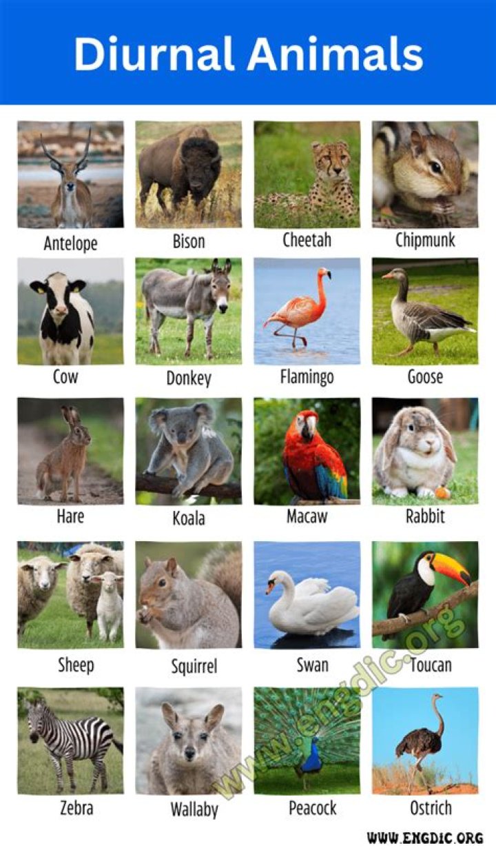 Are most animals diurnal