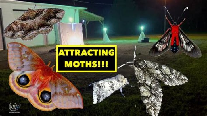 Are moths attracted to LED lights