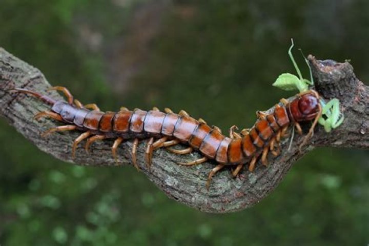 Are Ohio centipedes poisonous