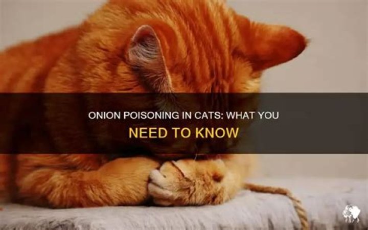 Are onions poisonous to cats