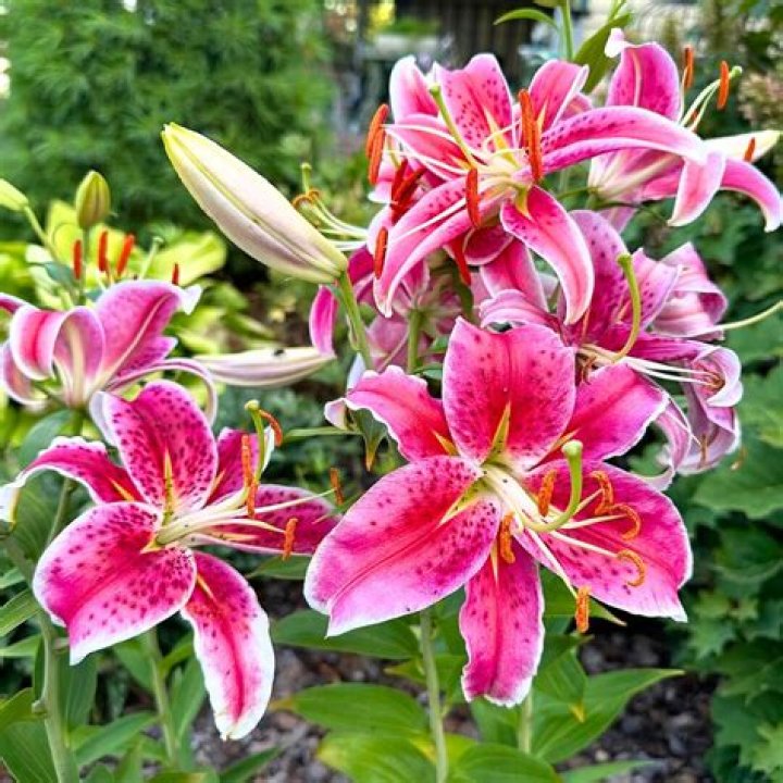 Are Oriental lilies annual or perennial