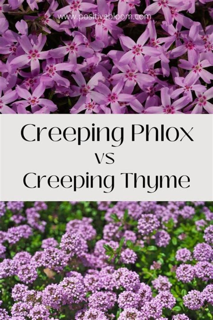 Are phlox and thrift the same