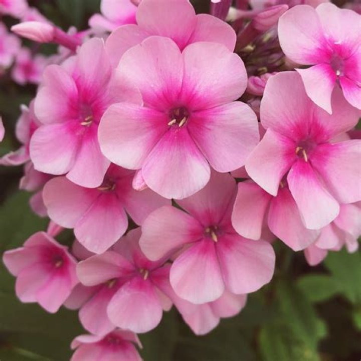 Are phlox flowers edible