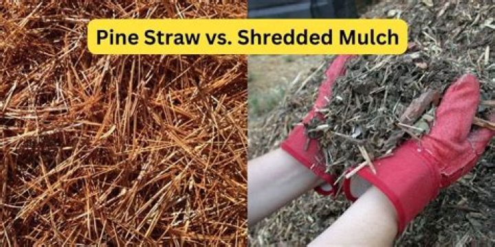 Are pine needles and pine straw the same thing