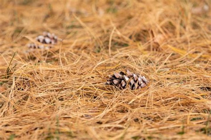 Are pine needles good for mulch