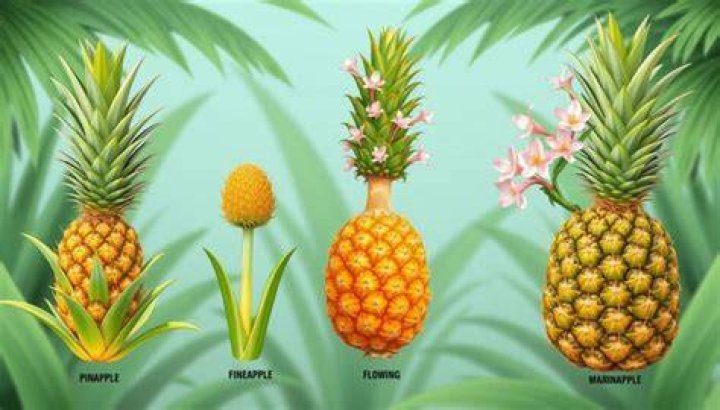 Are Pineapples simple aggregate or multiple