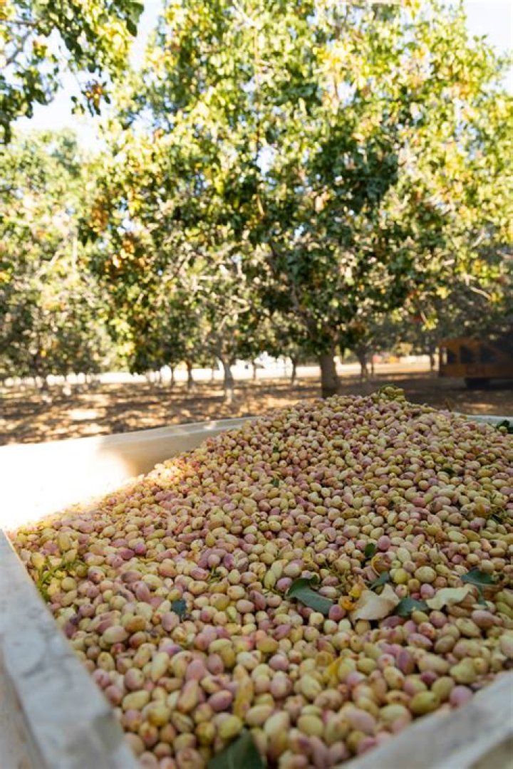 Are pistachios grown in Arizona