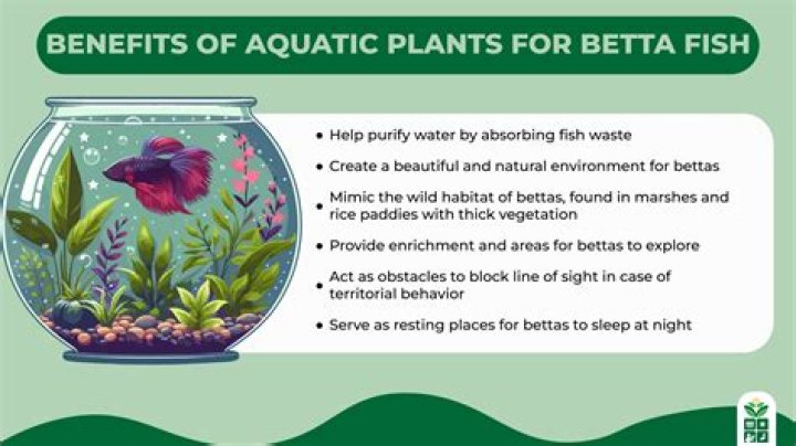 Are plastic plants safe for bettas