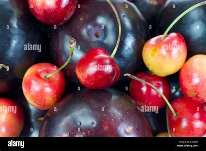 Are plums and cherries related