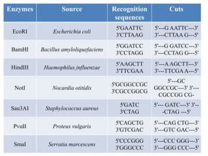 Are proteins that cut DNA at specific sequences