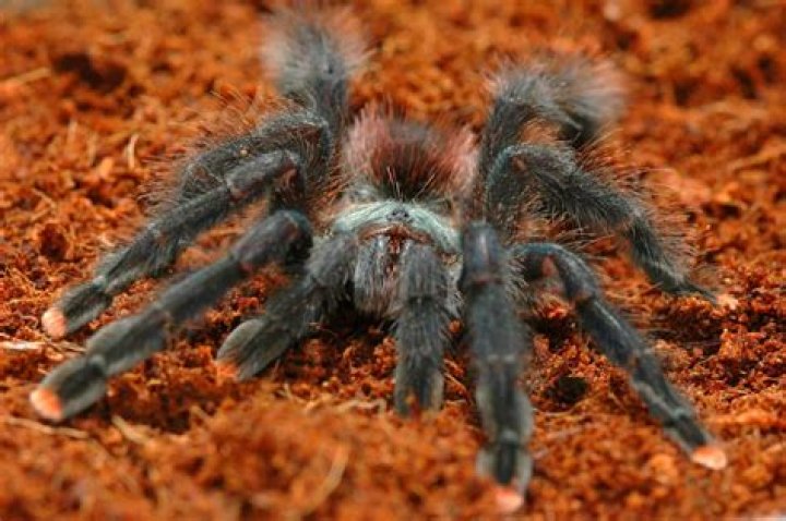 Are red knee tarantulas poisonous