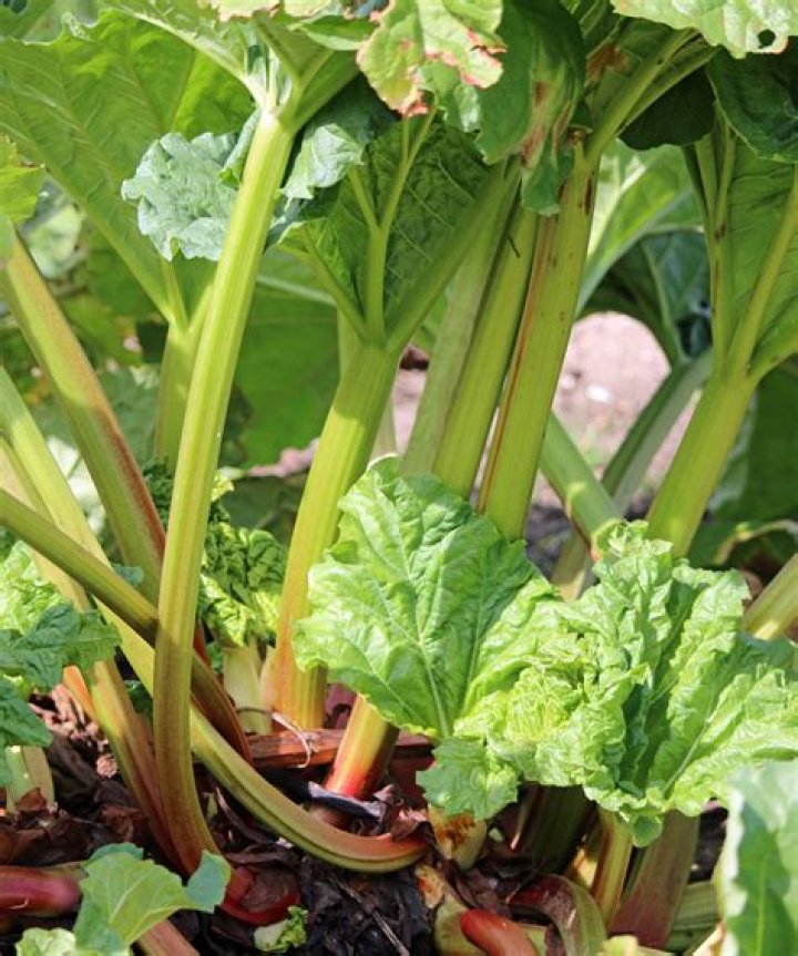 Are rhubarb stems toxic to dogs
