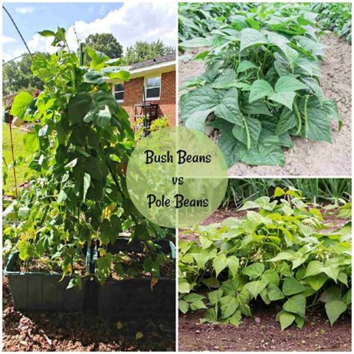 Are Romano beans pole or bush
