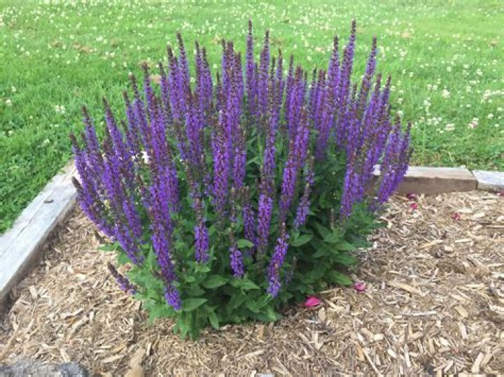 Are Salvias fast growing