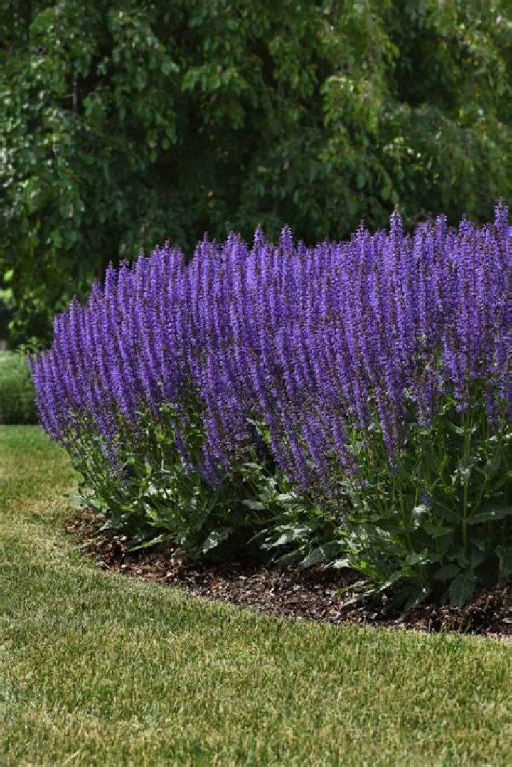 Are Salvias perennials
