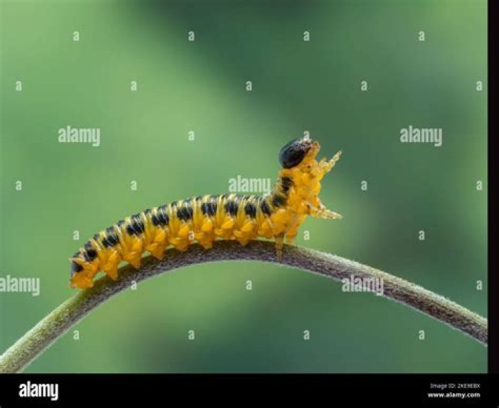 Are sawflies harmful