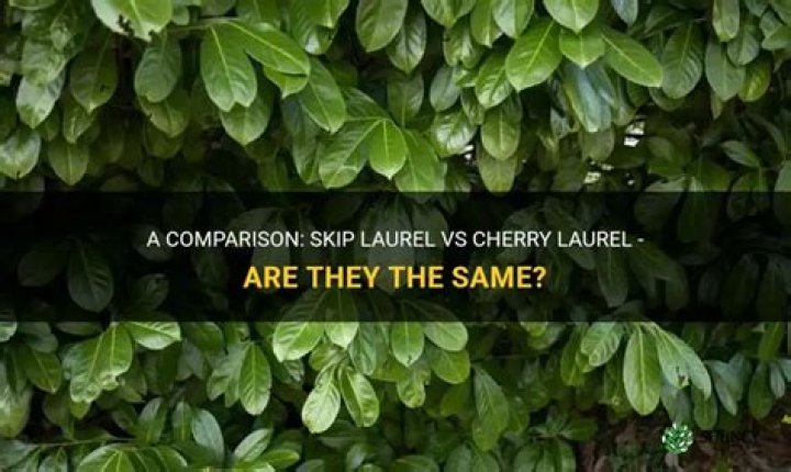 Are skip laurel and cherry laurel the same