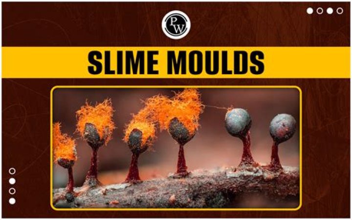 Are slime molds motile