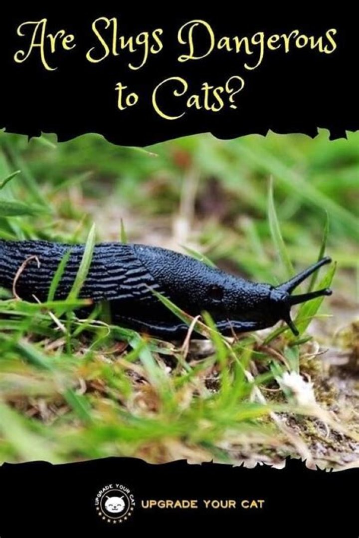 Are slug pellets harmful to cats