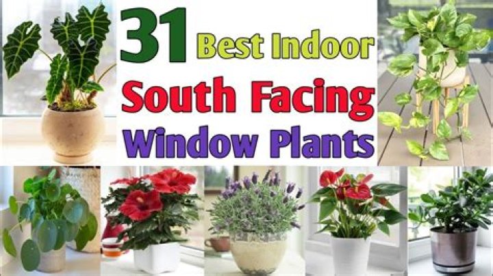 Are south facing windows good