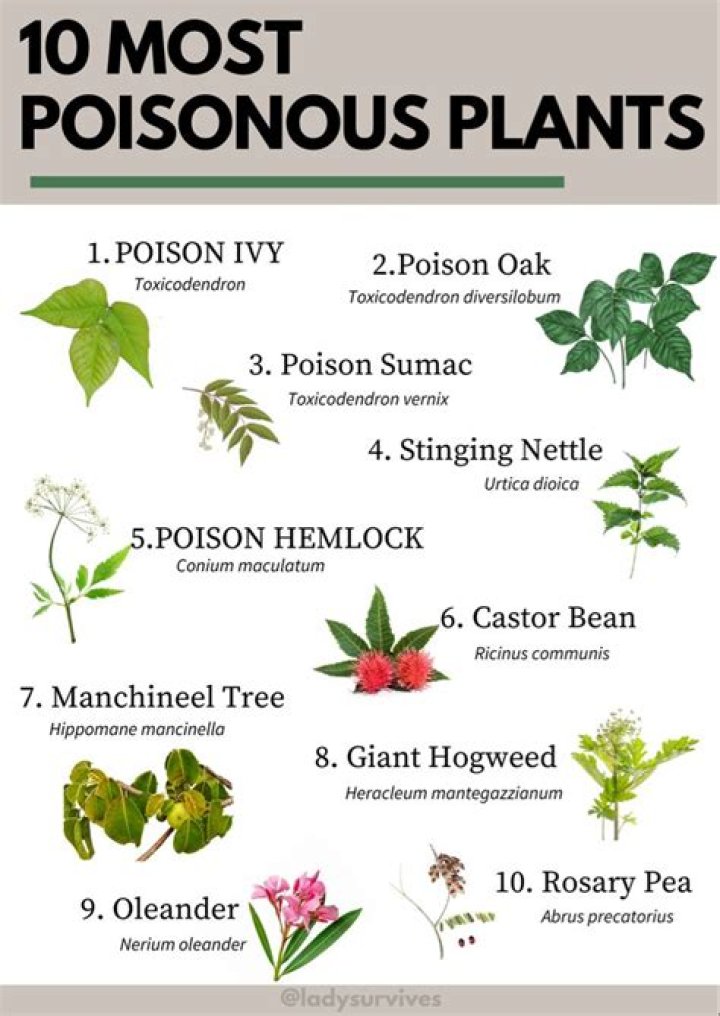 Are spurge plants poisonous