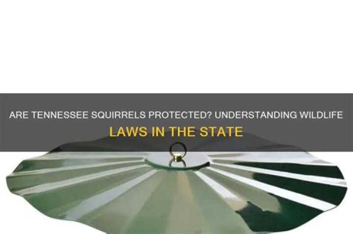Are Squirrels protected in Tennessee