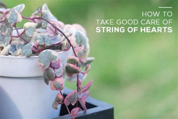 Are string of hearts succulents
