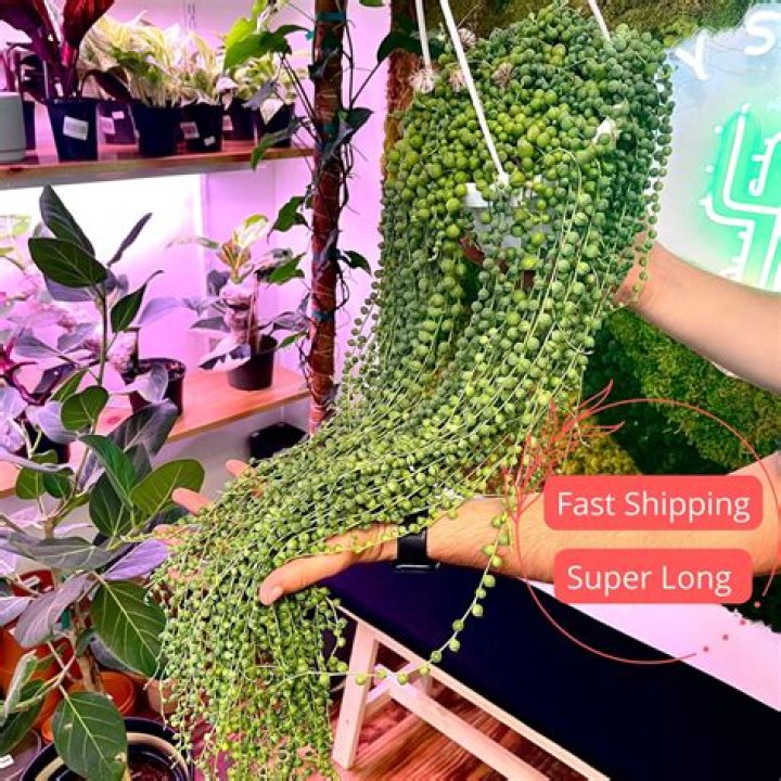 Are string of pearls poisonous