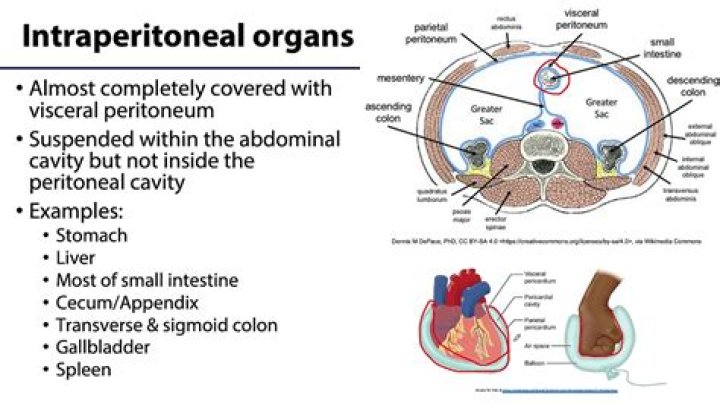 Are testes intraperitoneal
