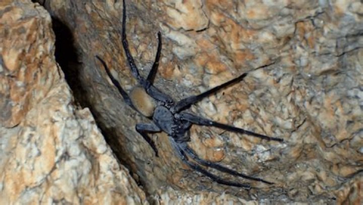 Are there big spiders in the Dominican Republic
