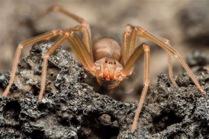 Are there brown recluses in California