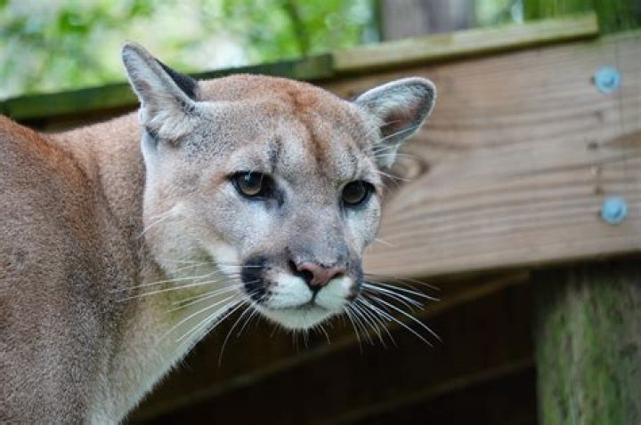 Are there cougars in NYS