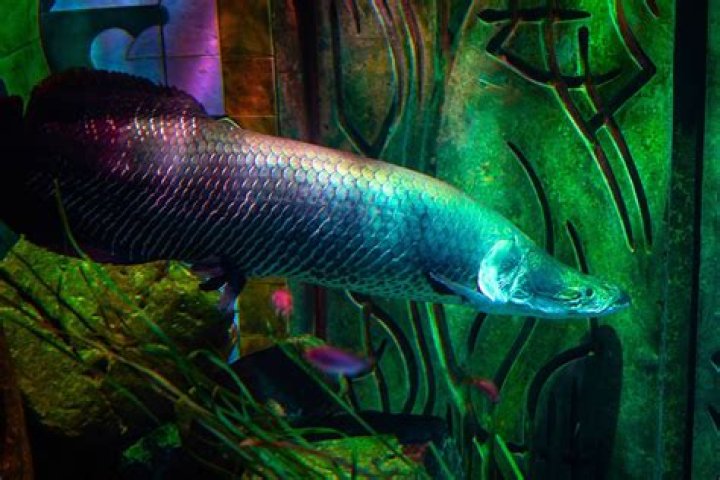 Are there fish in the Amazon rainforest