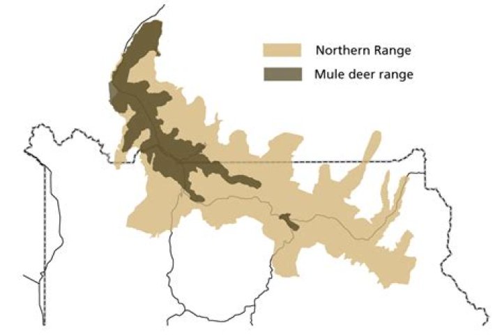 Are there mule deer in Yellowstone