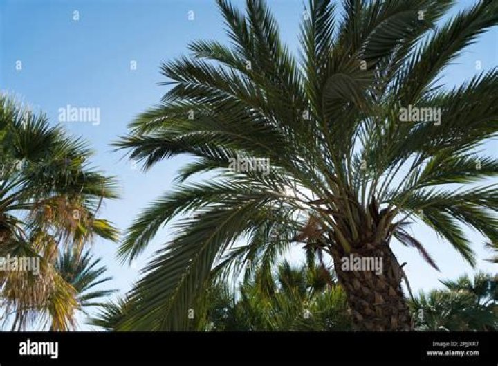 Are there palm trees in Melbourne Australia